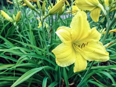 Delicate yellow Hemerocallis lilioasphodelus flower bloom gracefully in a lush garden, surrounded by verdant foliage. Perfect for capturing summer elegance in nature and floral photography