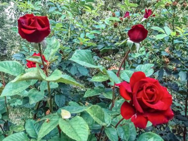 Canlı Ingrid Bergman gülleri yemyeşil bahçede açar. Koyu kırmızı yapraklar, yeşil yapraklar. Doğanın güzelliği.