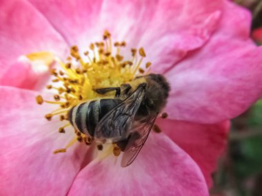 Arı, bahçesinde sarı puantiyeli pembe gül çiçeğinden polen topluyor. Yumuşak yapraklı, narin gül çiçekleri üzerinde çalışan tozlaştırıcı böcek makro fotoğraf detaylarıyla