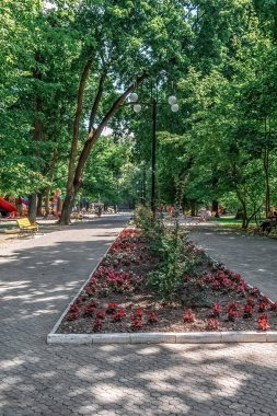 Taras Shevchenko 'nun renkli çiçek tarhları ve Sumy bölgesinde ağaçlarla kaplı yolları olan Kültür ve Rekreasyon Parkının güzel yaz manzarası. Belediye parkında peyzaj bahçeleri, sokak lambaları yer alıyor. Romny, Ukrayna - 29 Haziran 2024