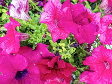 Çiçek açmış canlı pembe petunyalar. Tasarımlarınıza renk katmak için mükemmel