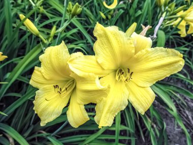 Etrafı yeşilliklerle çevrili görkemli iki altın zambak. Yakın çekim perspektifi, bu neşeli yaz çiçeklerinin karmaşık ayrıntılarını ve hassas dokularını vurgular.