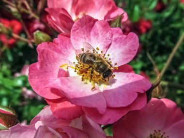 Bir bal arısı güneşli bir yaz gününde narin pembe bir gül çiçeğinin merkezinde polen toplamakla meşguldür. Bu detaylı makro çekim, tozlaşmanın hayati sürecini ve doğanın takım çalışmasının güzelliğini yakalar.