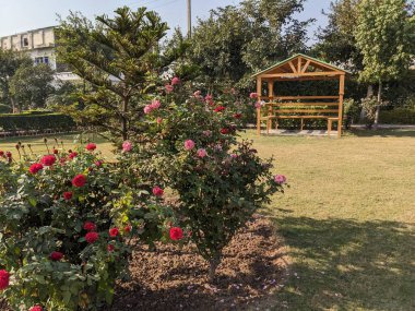 Parktaki güzel bahçe... Parktaki parlak kırmızı ve pembe güller güneşli bir günde klasik bir ahşap park çardağının yanında çiçek açıyor.