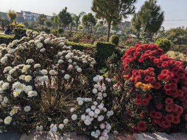 Bahçedeki güzel çiçekler canlı kırmızı ve beyaz kasımpatı çalıları güneşli, güzel manzaralı bir park bahçesinde çiçek açıyor.