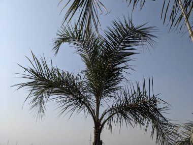 Ormandaki palmiye ağacı parlak mavi yaz gökyüzüne karşı yemyeşil tüylü palmiye yaprakları