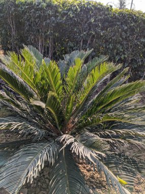 Bahçedeki yeşil bitki gür, tropikal Sago Palm açık havada canlı yeşil yapraklar sergiliyor.