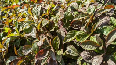 Parlak yeşilden koyu kırmızıya ve bronzdan direkt bahçe güneşine geçiş yapan canlı yeşil yapraklar.