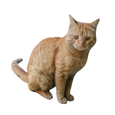 Şeffaf arka planda oturan turuncu tekir kedi