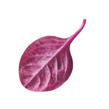 Canlı kırmızı ıspanak yaprağı beyaz arkaplan