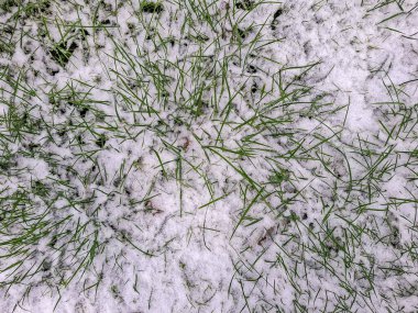 Taze yeşil çimen dokusuna yakın plan, kısmen ilk hafif karla kaplı. Narin çimenlerin üzerinde duran narin kar taneleri ile doğal bir kış arka planı..