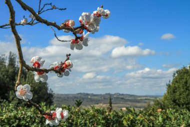 Dağılmış bulutlu parlak mavi gökyüzüne karşı narin beyaz bahar çiçekleri, yeşil yapraklar ve uzak tepelerden oluşan arka plan manzarası, barışçıl ve sakin bir atmosfer yaratır..