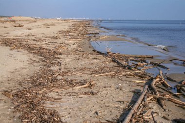 Sahil şeridi boyunca sürüklenen ağaç dalları ve organik atıklarla kaplı doğal bir sahil manzarası kirliliği, deniz atıklarını ve olumsuz çevresel etkileri gösterir..