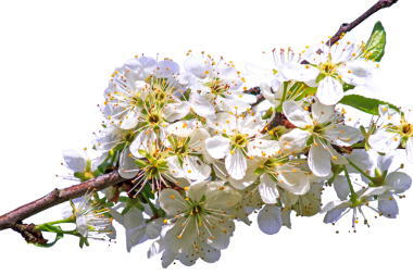 Beyaz arka planda izole edilmiş bir ağaç dalında çiçek açan narin beyaz bahar çiçeklerinin yakın çekimi. Bahar kavramı, yenilenme, doğa, tazelik, bahçıvanlık ve mevsimlik çiçek güzelliği..