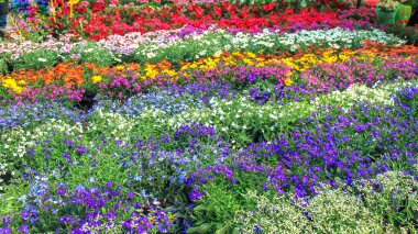 Canlı, renkli bir çiçek tarlası. Toplum bahçesinde her yıl çiçek açan bir bahçe. Mor, beyaz, kırmızı, turuncu ve sarı çiçeklerden oluşan yemyeşil bir çiçek. Bahar dekorasyonu, bahçıvanlık ve peyzaj için mükemmel..