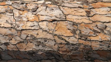 Ağaç kabuğunun ayrıntılı görüntülerine göre sert, çatlamış ahşap dokusu doğal kahverengi tonlarda. Doğa, arka plan, şablon, orman ve organik tasarım kavramları için uygundur..