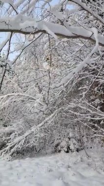 Taze karla kaplanmış huzurlu kış ormanı, kalın kar tabakası ile ağırlaşmış ağaç dalları. Sakin doğa, soğuk mevsim ve sakin açık hava sahnesi mevsimlik, tatil ve manzara tasarımı için mükemmel..