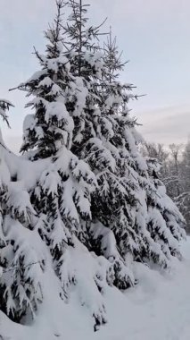 Karla kaplı patika, kış ormanlarında donmuş çam ağaçları ve metal bir çitle kaplı. Barışçıl açık hava sahnesi, soğuk hava, dizayn ve tatil ilhamı için mevsimsel doğa arka planı