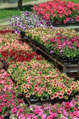 Canlı petunya sıraları açık bir bahçe pazarındaki çocuk yuvalarında bitkileri seriyor. Bahar bahçıvanlığı, peyzaj ve perakende çiçekçilik konsepti..
