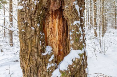 Sessiz bir kış ormanında taze karla kaplı eski bir meşe ağacının yakın çekimi. Doğal doku, çürüme, habitat, mevsim ve doğal arkaplan.