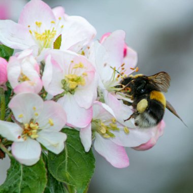 Bir yaban arısının, pembe ve beyaz elma çiçeğinin polenini topladığı Macro 'nun yakın çekimi. Bahar çiçekleri, tozlaşma, bahçıvanlık ve ekoloji kavramı.