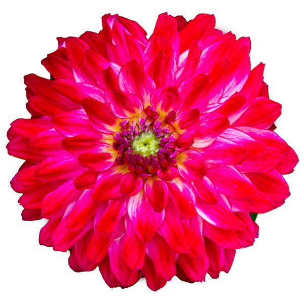 Canlı pembe mor yıldız çiçeği, yakın plan, beyaz arkaplanda izole. Tebrik kartı, düğün, güzellik markası için çiçek tasarımı ögesi.