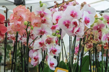 Serada tomurcukları ve sapları olan beyaz, pembe ve turuncu orkide çiçekleri. Egzotik ev bitkisi, çiçekçi ve düğün dekoru konsepti.