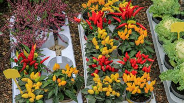 Çocuk odası tepsilerinde kırmızı ve sarı meyveli renkli kırmızı biber bitkileri. Bahçe işleri, sonbahar dekorasyonu, sebze ekimi, sera perakendecisi..