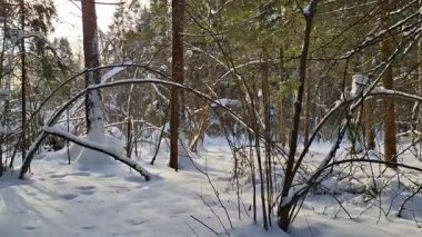 Sıcak, alçak güneş ve uzun gölgelerle kaplı, taze karla kaplı sessiz bir kozalaklı orman. Soğuk mevsimde sakin bir kış videosu.