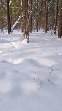 Taze kar yığınları, çıplak dallar ve yumuşak kış ışığında kozalaklı sakin bir orman manzarası. Soğuk mevsimin sakin doğa videosu..