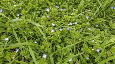 Yeşil çimenlikteki mavi yarış çiçeklerine yakın plan. Bereketli yaprakları, doğal dokusu ve botanik zemin örtüsüyle taze bahar doğası..