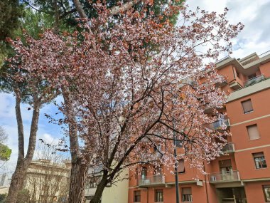 Çiçek açan kiraz ağacı pembe çiçeklerle bir apartman kompleksinin avlusunda, ilkbaharda şehir doğası, şehir bahçesi, mimariyle çiçek kontrastı..