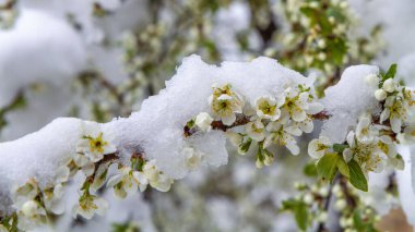 Taze karla kaplı bir dalın üzerinde beyaz meyve ağaçlarının çiçek ve tomurcukları. Baharın geç ayazı, hava anormalliği, tarım riski ve mevsimsel doğa geçmişi.
