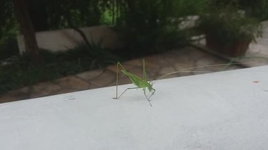 Çekirgenin doğal ortamında çekilmiş yakın çekim görüntüleri. Doğa videoları, eğitim içeriği, vahşi yaşam projeleri ve böcek gözlem sahneleri için mükemmel.