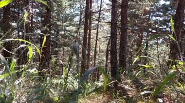 Orman Rüzgarı Esintisi Görüntüsü. Ağaçlarla ve yapraklarla rüzgarın esintisini izleyin. Doğa belgeselleri, gevşeme videoları, atmosferik sahneler ve sinema için mükemmel..