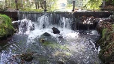 Doğal Şelale Videosu. Doğal bir şelale videosu izleyin. Açık hava ortamında akan su. Rahatlama videoları, doğa belgeselleri, seyahat içeriği, meditasyon geçmişi ve sinema için mükemmel..