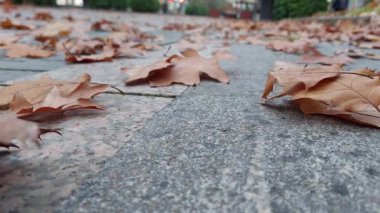 Rüzgâr Yaprakları Sokakta Esiyor. Rüzgâr, sokak görüntülerinde yaprakları savurarak şehir yolunda ilerleyen kuru yapraklarla sonbahar kentsel atmosferini yakalıyor. Sinema sahneleri, mevsimlik videolar, belgeseller ve arka plan görselleri için mükemmel..