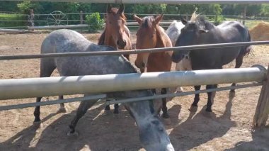 Pen on Farm Video 'daki Atlar. Kırsal Hayvan Videosu. Çiftlik ağılında duran ve hareket eden atların doğal görüntüleri. Kırsal bölgeler, tarım videoları, belgeseller, eğitim içeriği ve huzurlu kırsal bölgeler için mükemmel..