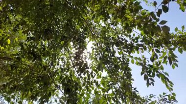 Güneş Ağaçların Arasından Doğuyor. Güzel Orman Güneş Işığı Videosu. Huzurlu bir ormandaki ağaçların arasından gün ışığının doğuşunun güzel bir videosu. Ilık güneş ışınları yeşil yaprakların arasından parlıyor. Sakin ve ilham verici bir atmosfer yaratıyor..