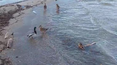 Göl Videosundaki Ördekler. Huzurlu Doğa Vahşi Yaşam Görüntüleri. Doğal ortamda bir gölde yüzen ördeklerin sakin ve rahatlatıcı videosu. Doğa videoları, rahatlama içeriği, vahşi yaşam görüntüleri, eğitim projeleri için mükemmel.