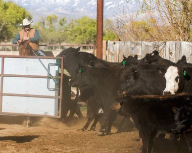 Mart 2024 'te kovboylar sığırları bir çiftliğe yönlendirir..