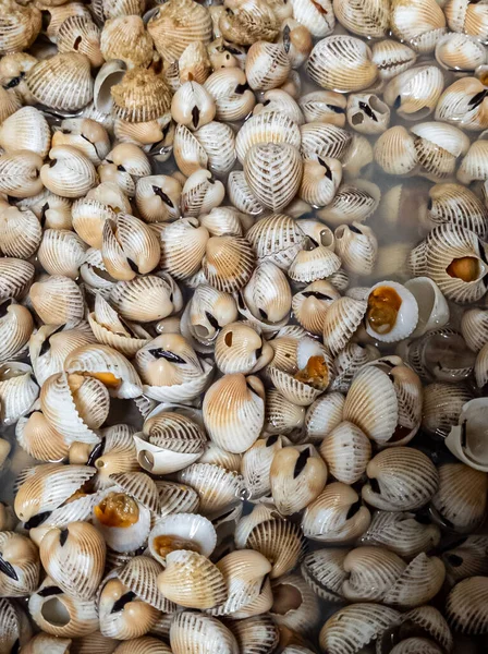 Bunlar midyeler, sık sık gelgit düzlüklerinde ve haliçlerde bulunan bir tür küçük, yenilebilir tuzlu su bivanası yumuşakçaları..