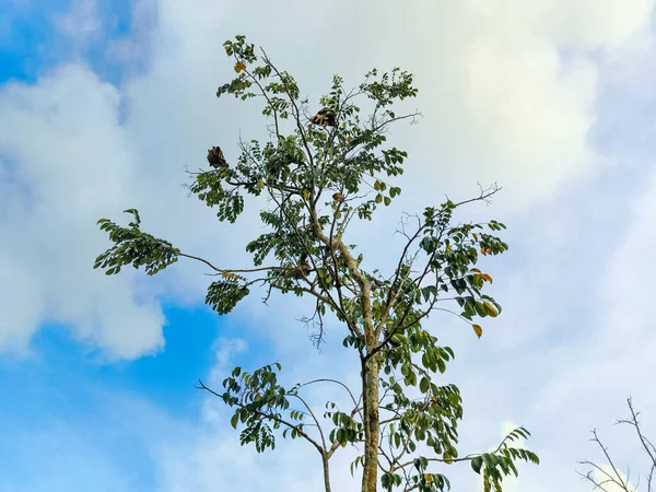 Bu resim, genellikle meyve yarasaları olarak da bilinen uçan tilkileri (Pteropus cinsi) bir ağacın dallarına asar..