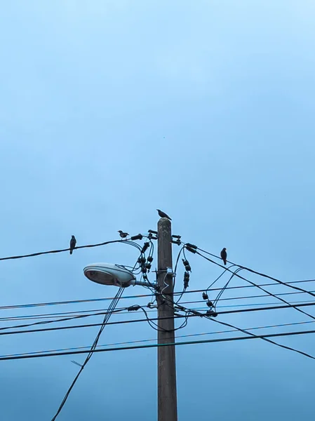 İki Malezya bayrağı (Jalur Gemilang) açık mavi gökyüzünün altında yemyeşil ağaçlarla dolu çimenli bir alanda ince kutuplarda dalgalanıyor..