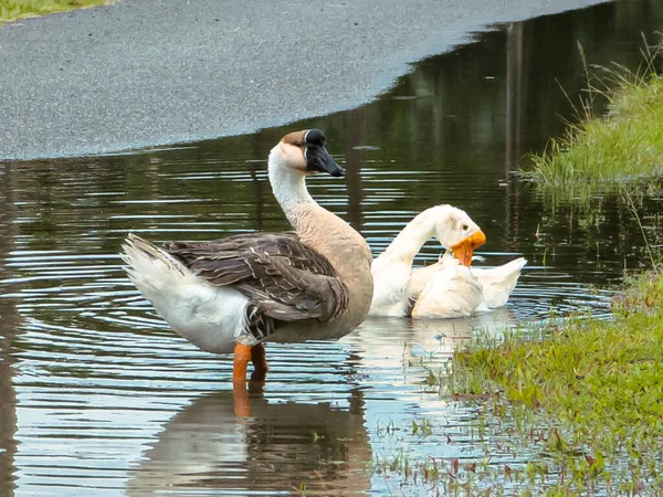 Kahverengi bir Çinli kaz beyaz yoldaşıyla sığ sularda duruyor. Belirgin bazal topuzları ve uzun boyunları vardır..