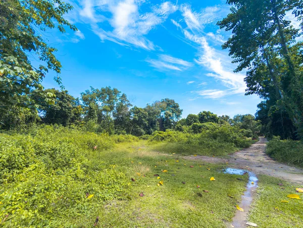Pırıl pırıl bulutları olan parlak mavi bir gökyüzünün altında canlı, çimenli bir alan. Bereketli yeşil yapraklar ve ağaçlar güneşli bir yaz manzarasında ufuk çizgisi oluşturur..