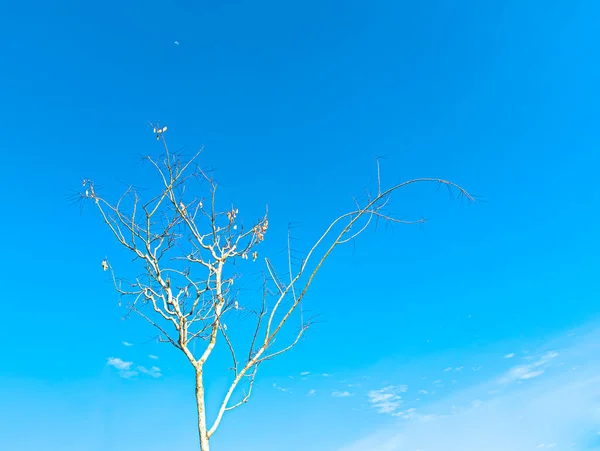 Çıplak, cılız bir ağaç ince dallarını parlak, berrak bir mavi gökyüzüne doğru uzatır. Minimalist kompozisyon, sakin, kış atmosferini yakalar..