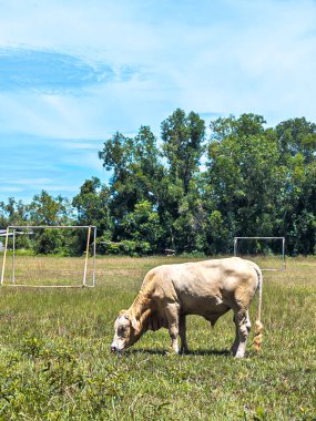Açık kahverengi bir inek, parlak mavi bir gökyüzünün altında, futbol kaleleri ve yemyeşil ağaçlarıyla güneşli bir çayırda otlar..