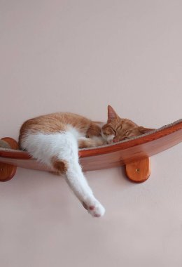 Şirin beyaz ve kızıl kedi ahşap bir rafta uyuyor.