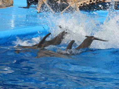 Yunuslar yunuslara atlayıp yüzerler.